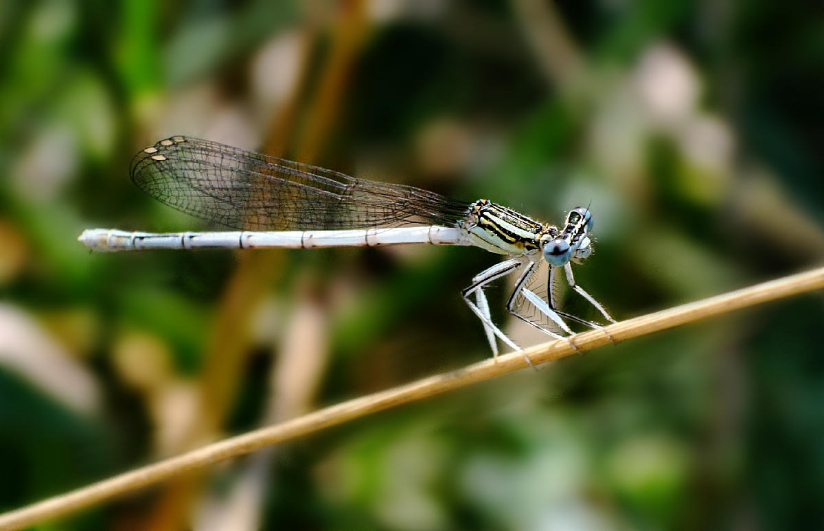 Platycnemis pennipes